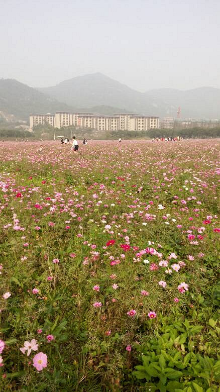 花海美美的