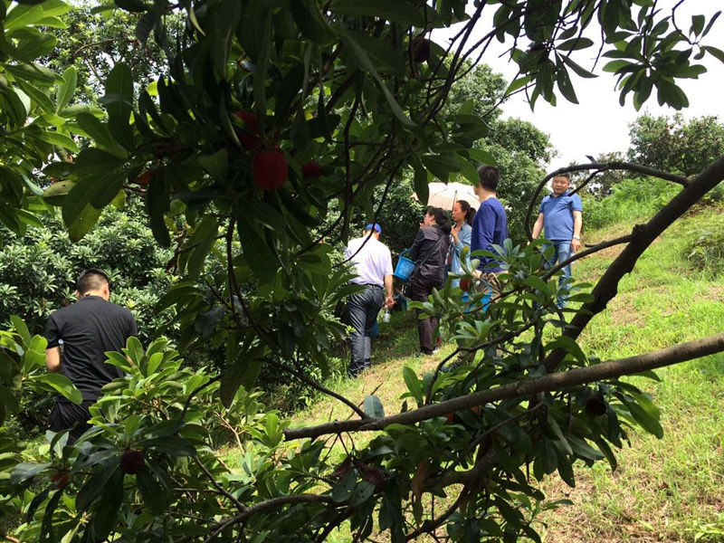 慈溪杨梅采摘活动基地,预售价格优惠,支持快递空运