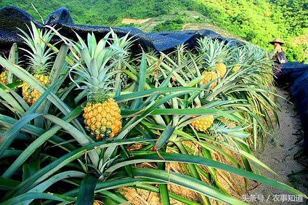 这水果吃起来很麻烦,果实都是刺,叶子会割人,却