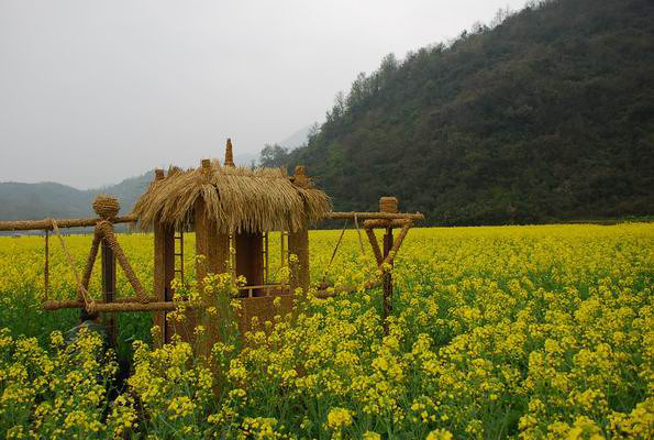 东白湖,大片油菜花盛开