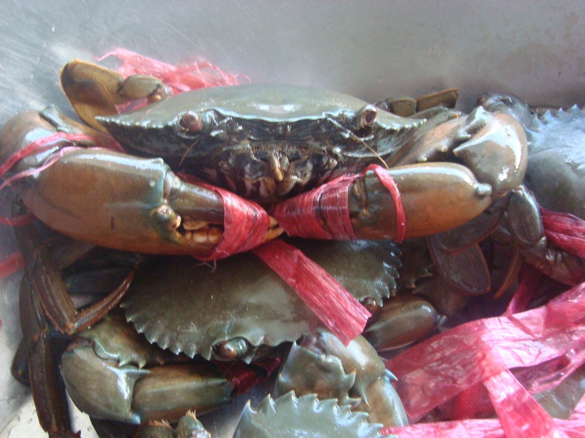 缅甸进口青蟹-台州美食-台州19楼