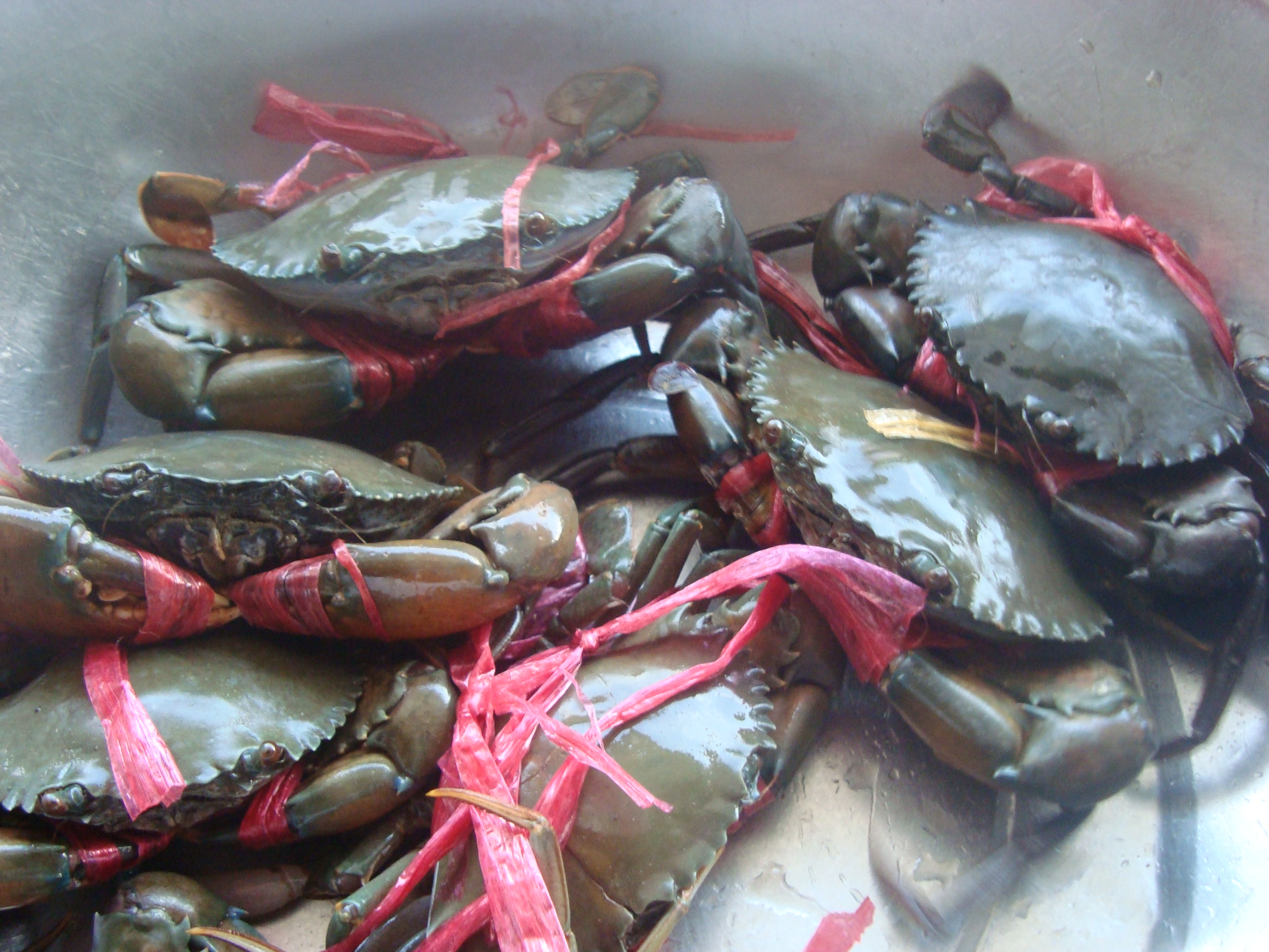 缅甸进口青蟹-台州美食-台州19楼