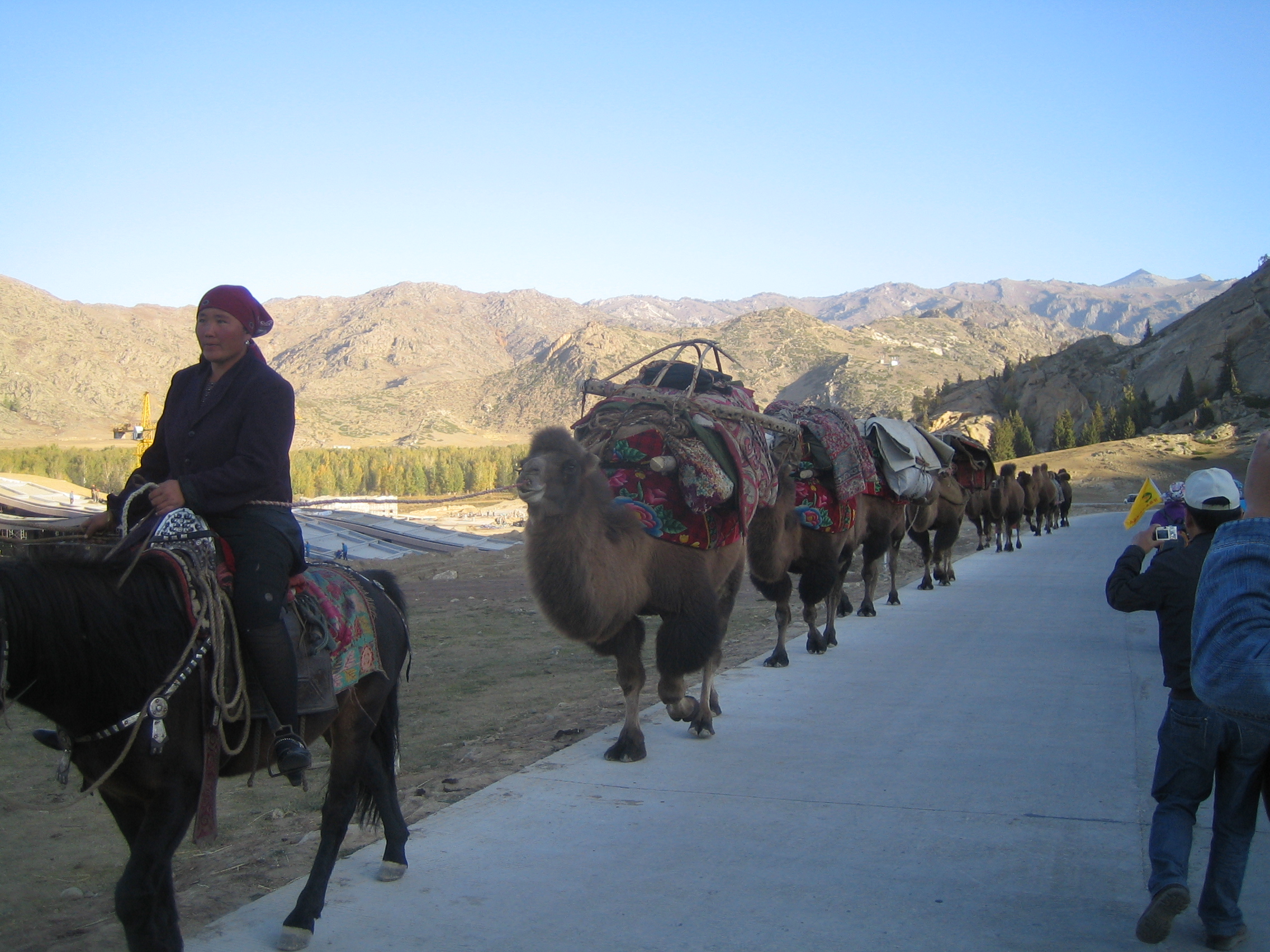 牧民转场的骆驼队伍