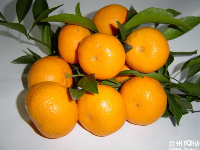 黄岩蜜橘--本地早--自助采摘