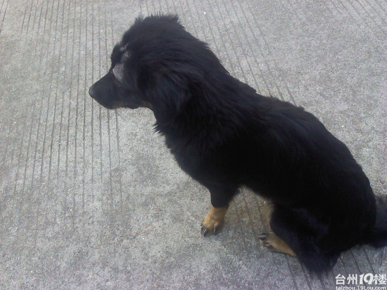 黑色母土狗配白色公贵宾 年后产仔 要的和我联系