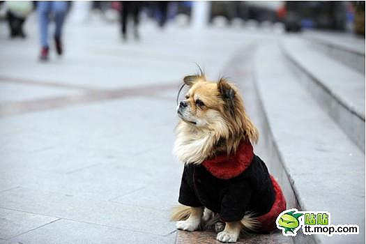 小狗银行门口蹲4年 朝九晚五等主人回家(图)