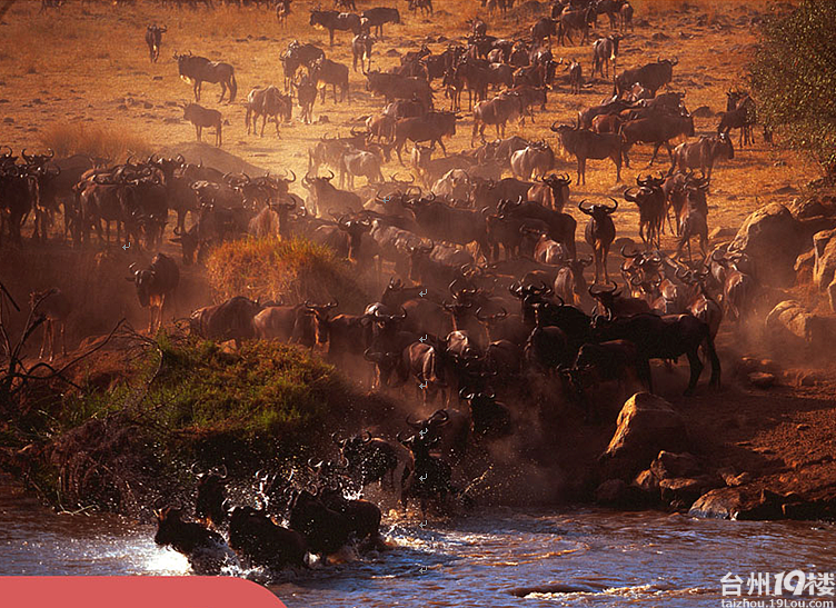 难忘的浩荡场面 ★ 雄伟的非洲之最肯尼亚动物