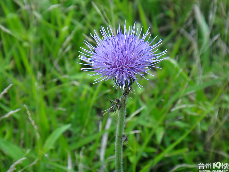 温岭泽国牧屿游戏工作人招聘(打传奇)-求职招聘