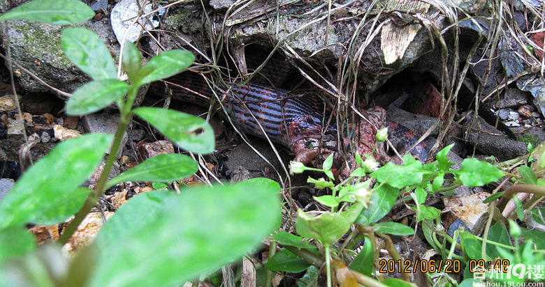 早上照的蛇吃癞蛤蟆全过程