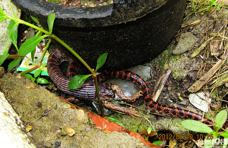 早上照的蛇吃癞蛤蟆全过程