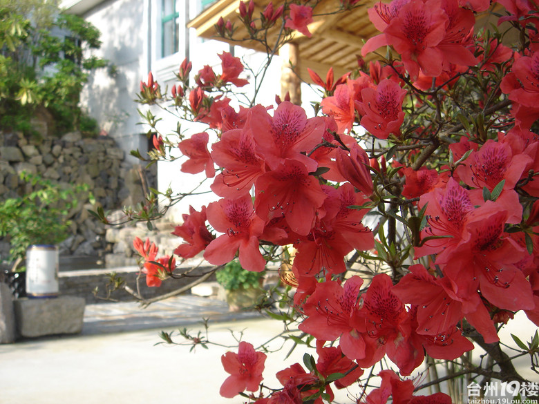 磐安高姥山杜鹃山庄