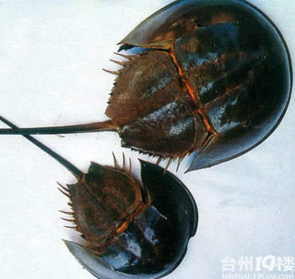 谁知道鲎鱼或者它的壳椒江哪里有的卖?