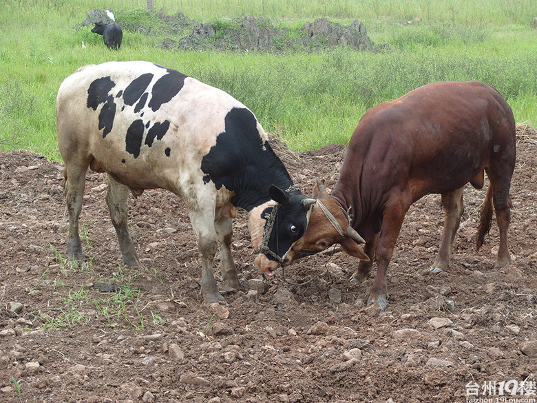 【爆】我在温岭农村看到的二牛争斗
