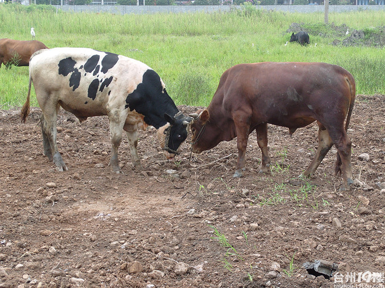 【爆】我在温岭农村看到的二牛争斗