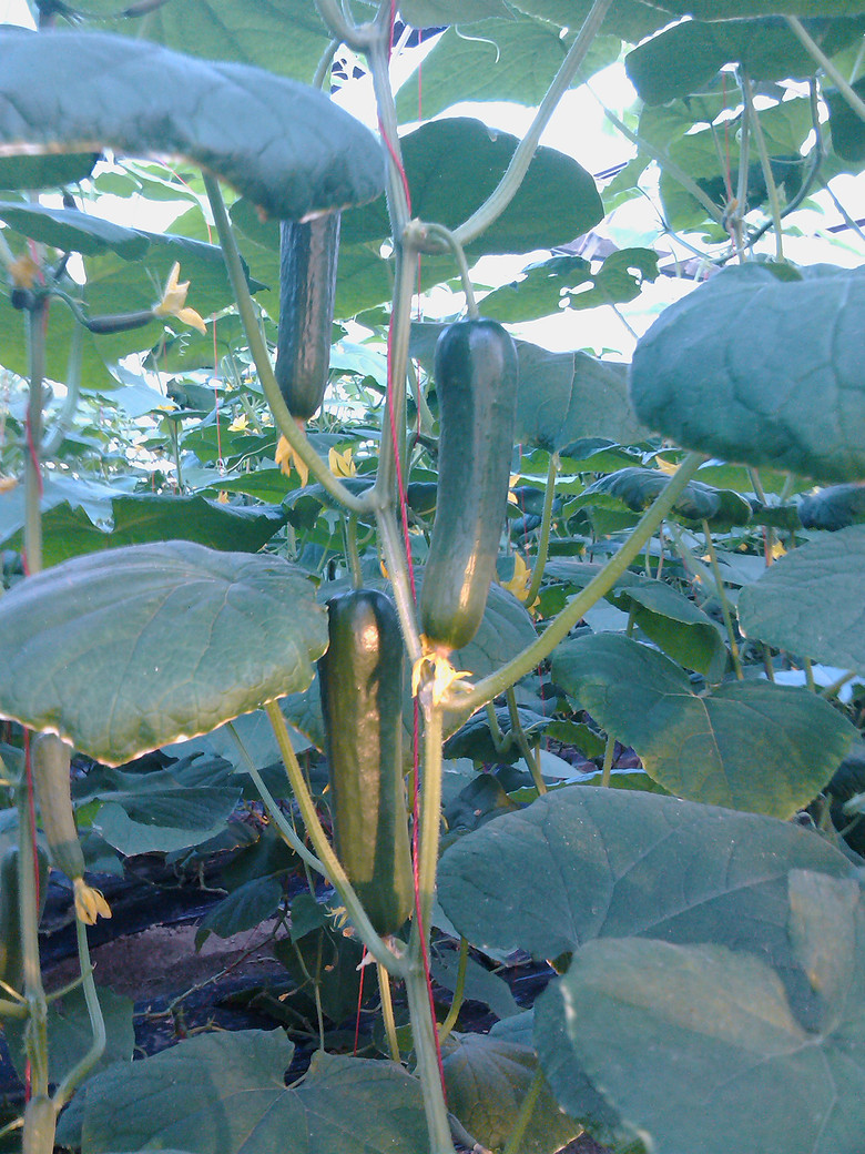 祝大家中秋快乐丰叶源中秋为大家送健康来了-