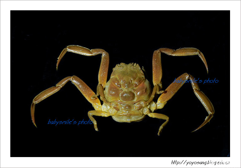 关公蟹由来-长潭水库-台州19楼