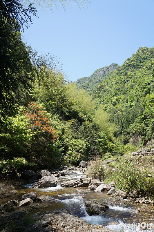 淡竹原始森林,清,幽,美-游记攻略-台州旅游-台州19楼