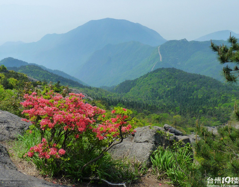 椒江泳協大雷山賞杜鵑