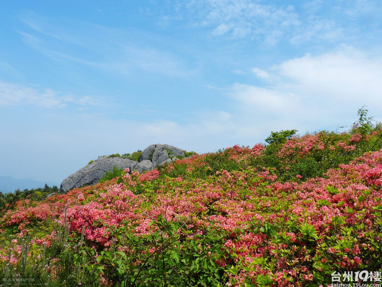 椒江泳協大雷山賞杜鵑