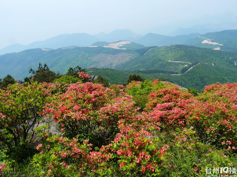 椒江泳協大雷山賞杜鵑