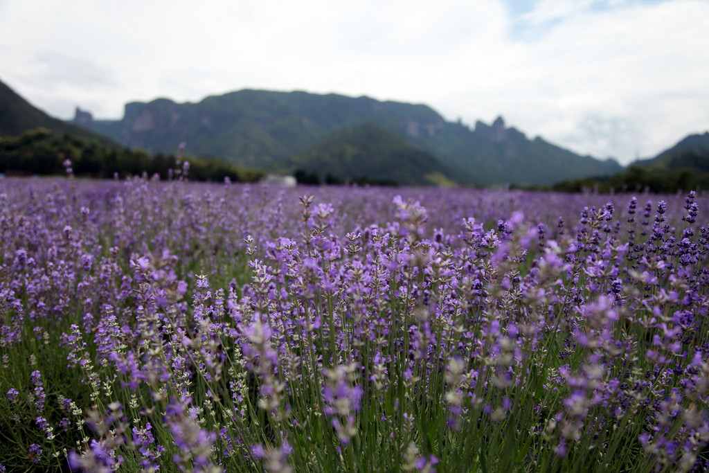 仙居薰衣草(神仙居薰衣草)