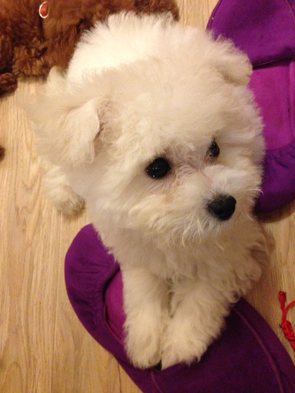 比熊耳朵翘起来