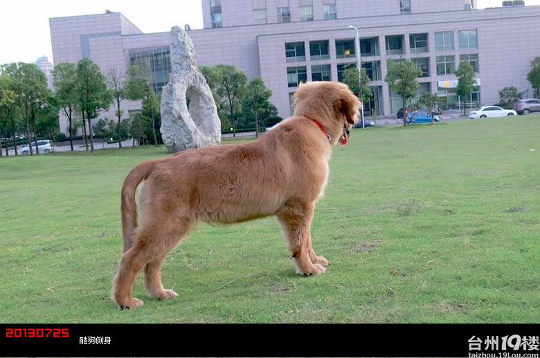 昨天下午的火烧云及我家的猥琐金毛