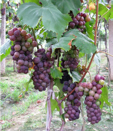 老丈人家的大石葡萄2013