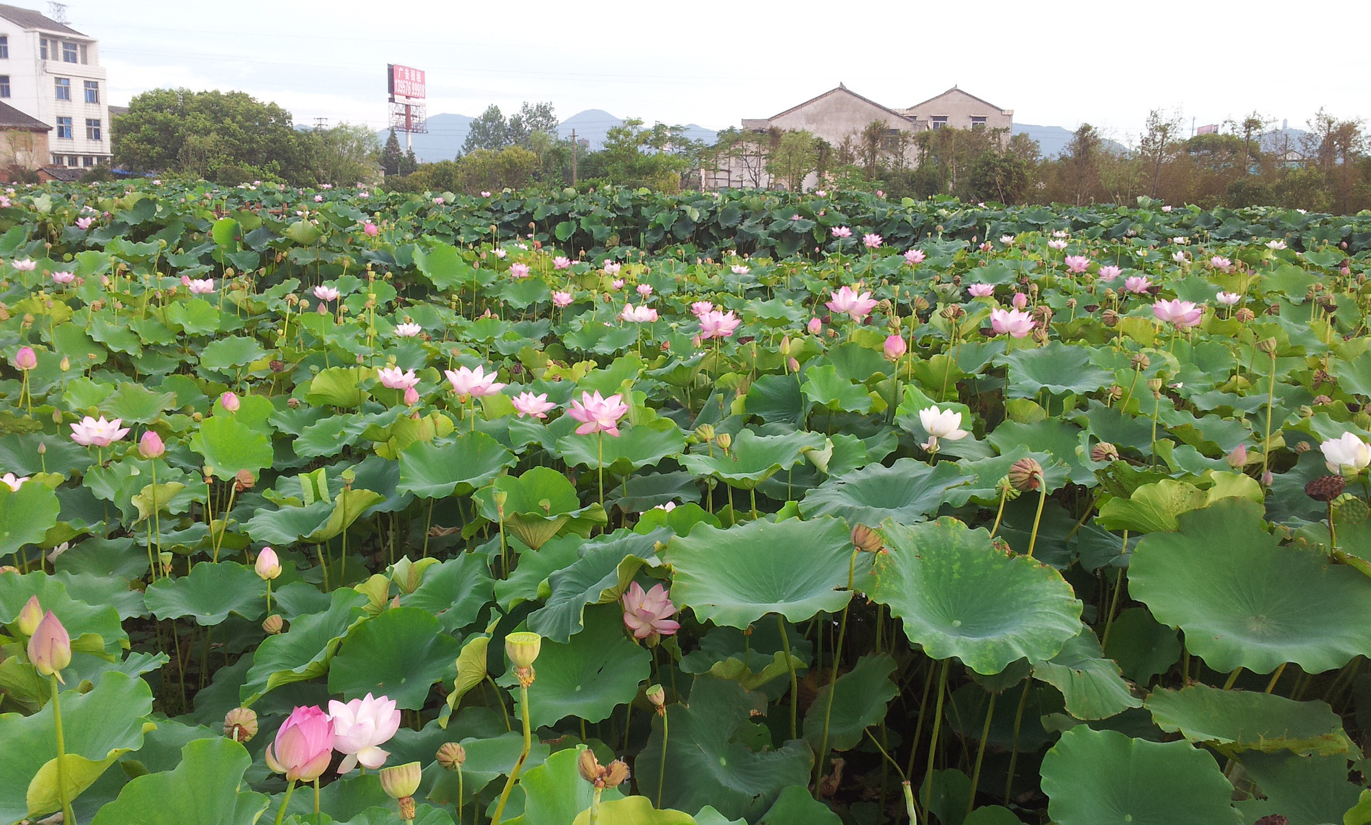 峰江的荷花看起来很不错哦