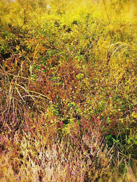 太阳出来我爬山坡-活动-台州旅游-台州19楼