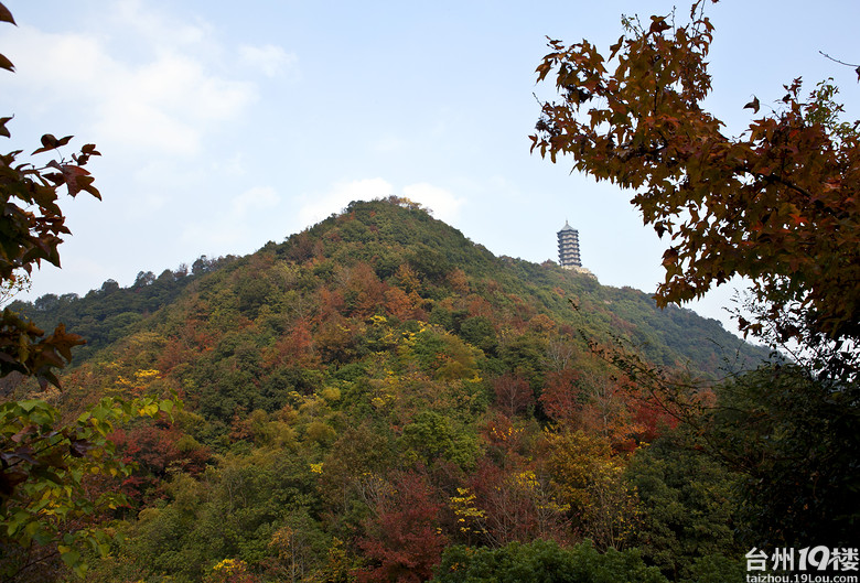 路桥石浜山枫叶