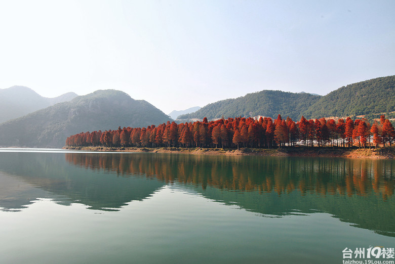临海小芝胜坑红树林冬日里的一片红