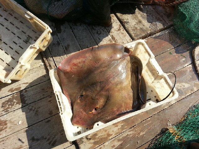 今天出海捕鱼捕到两条黄虎鱼重20斤