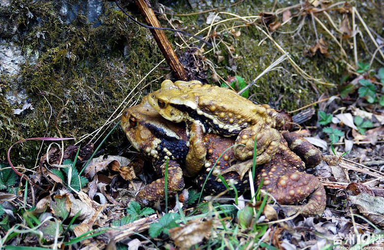 大蟾蜍背着小蟾蜍去旅行