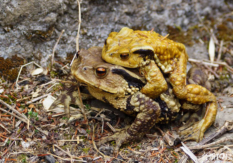 大蟾蜍背着小蟾蜍去旅行