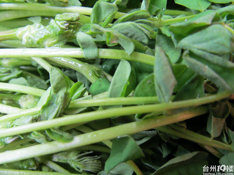 野菜之四红花草