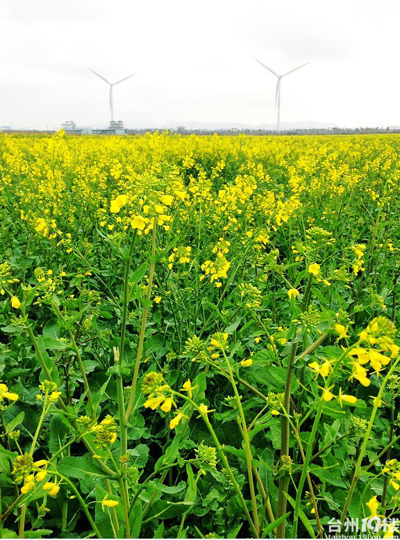东海塘油菜花38