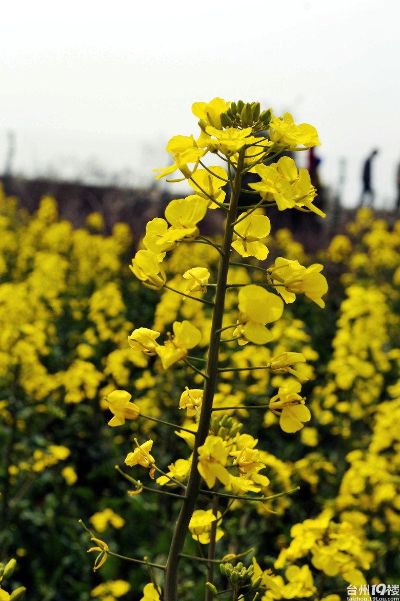 传说中的温岭东海塘油菜花多图要去的可以看下今天拍的