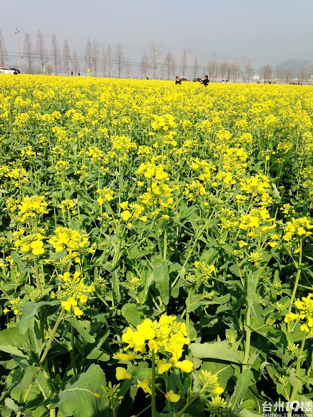 瑞安桐浦油菜花