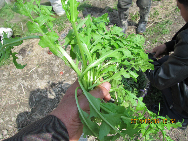 野菜之五——【挖田荠】