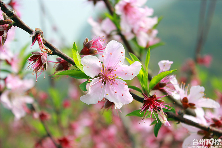 天台后岸十里桃花图片