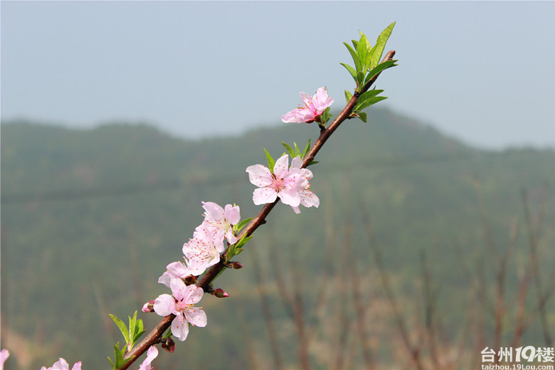 天台后岸十里桃花图片