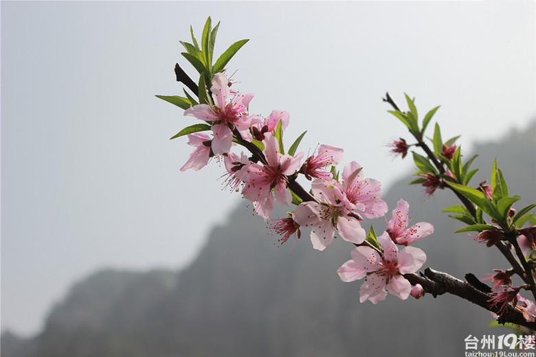 天台后岸十里桃花图片