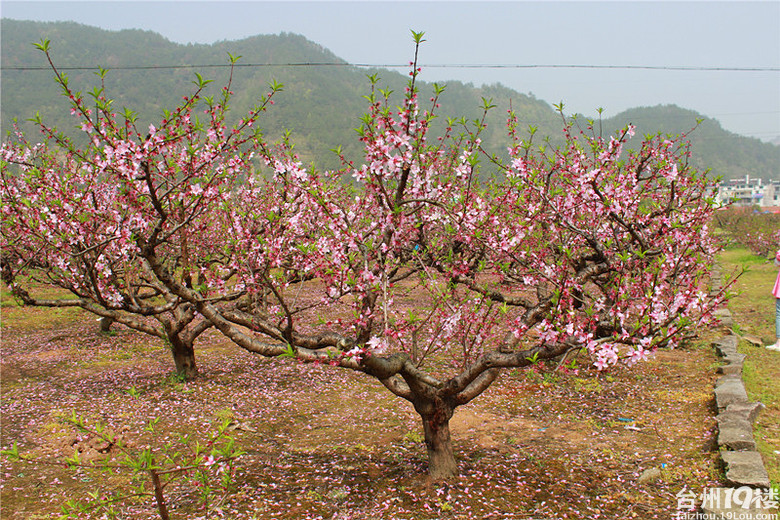 天台后岸十里桃花图片