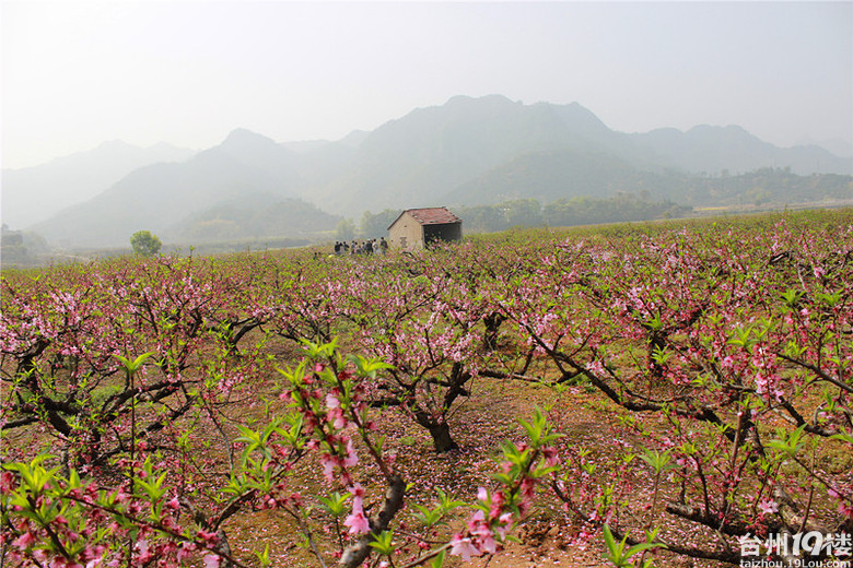 天台后岸十里桃花图片