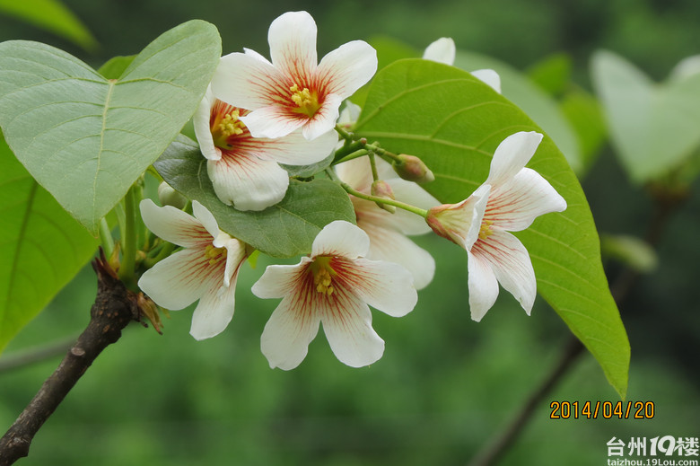 大雷山上的柴爿花含苞待放