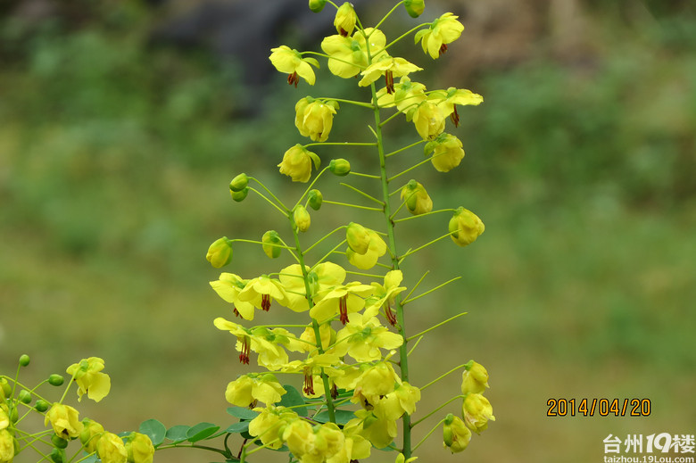大雷山上的柴爿花含苞待放