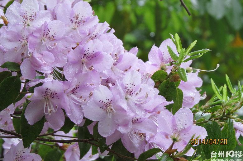 大雷山上的柴爿花含苞待放