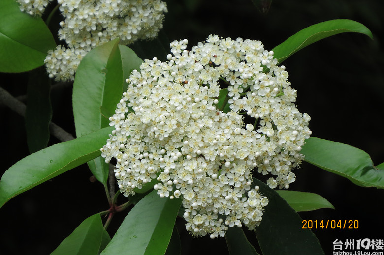 大雷山上的柴爿花含苞待放