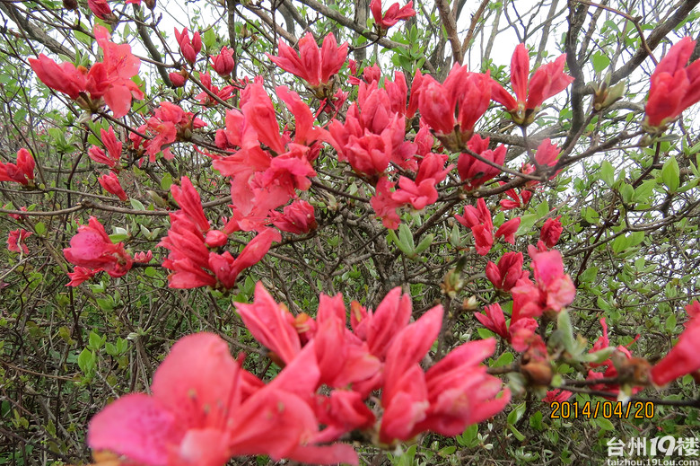 大雷山上的柴爿花含苞待放